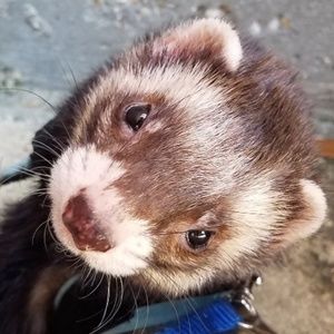 Meet your Posher, Dorian